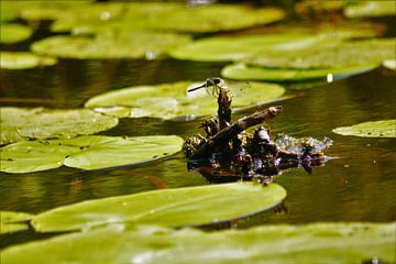 Libelle op waterlelie von David van Coowijk