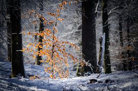 Standing firm by John Goossens Photography
