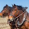 Trekpaarden tweespan portret van Bram van Broekhoven