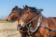 Trekpaarden tweespan portret van Bram van Broekhoven thumbnail