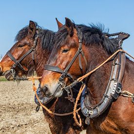 Portrait à deux volets de chevaux de trait sur Bram van Broekhoven