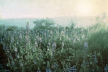 Zonsondergang in een veld met wilde bloemen van Apolo Prints