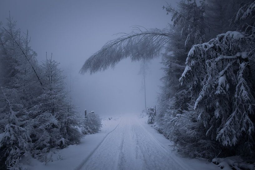 Hiking in the Upper Harz by Lisa Fredersdorf