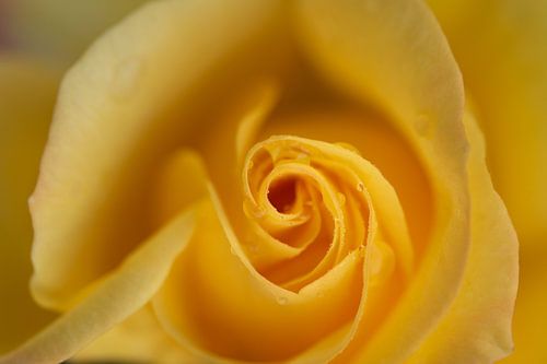 Rozenbloesem van bovenaf