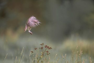 Kaninchenkauz leitet Landung ein von Larissa Rand