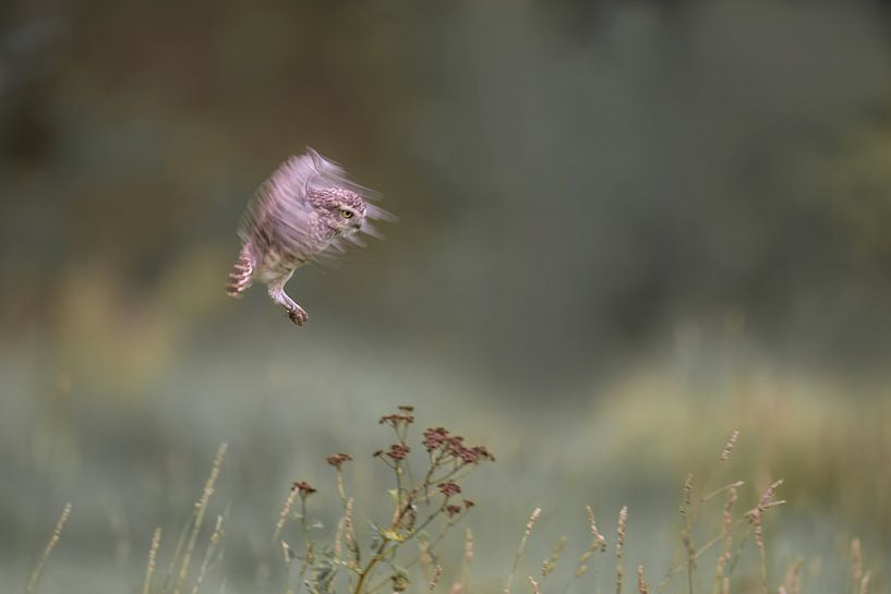 Burrowing owl initiates landing by Larissa Rand