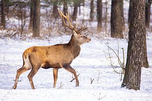 Rotwild auf der Hoge Veluwe, Niederlande, im Winter
