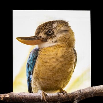 Kookaburra, of lachvogel (Dacelo novaeguineae)