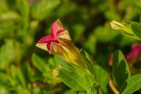 Bild der Mini-Petunie in der Farbe grün gelb und grün