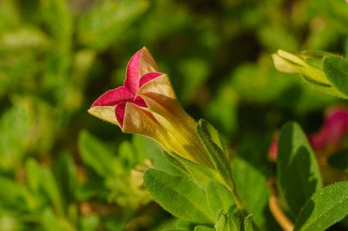 Afbeelding van de mini Petunia in de kleur groze geel en groen van Johan Slagers