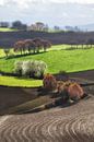Hill country by peter reinders thumbnail