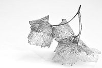 Hortensia in de herfst