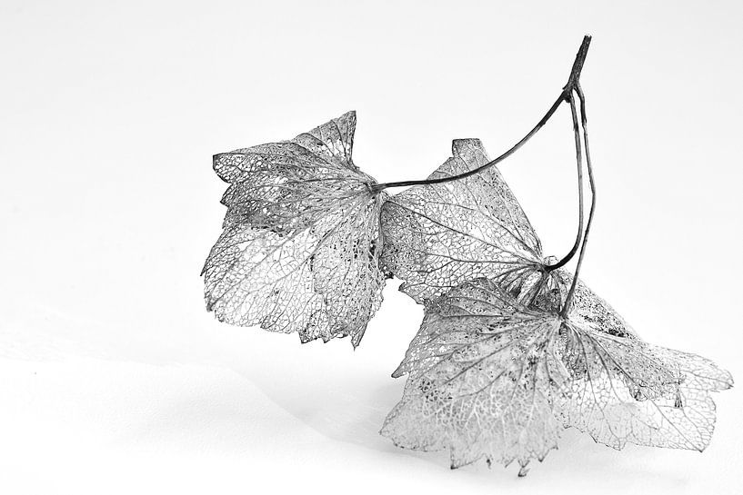 Hortensia in de herfst van Anja Jooren