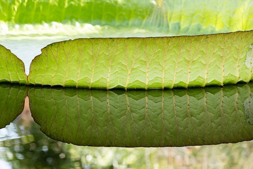 Nénuphar géant de près par Werner Lerooy