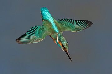 Kingfisher in flight by Ruurd Jelle Van der leij