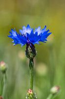 Korenbloem
