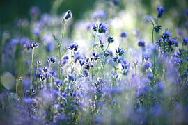 Corn flowers by Jana Behr