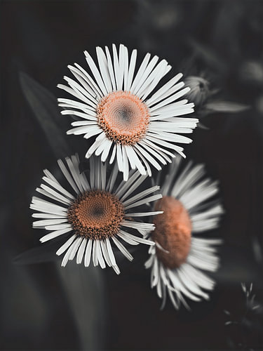 Weiße Blumen vor dunklem Grund