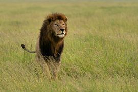 Lion by Ingrid Sanders