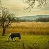 De Ooijpolder bij Nijmegen van Maerten Prins