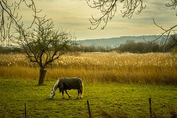 De Ooijpolder bij Nijmegen