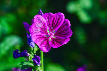 Une jolie fleur violette sur laquelle se posent encore les gouttes du matin.