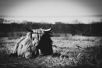 Schotse Hooglander in Huis Ter Heide Loon op Zand van Rudy Tunderman