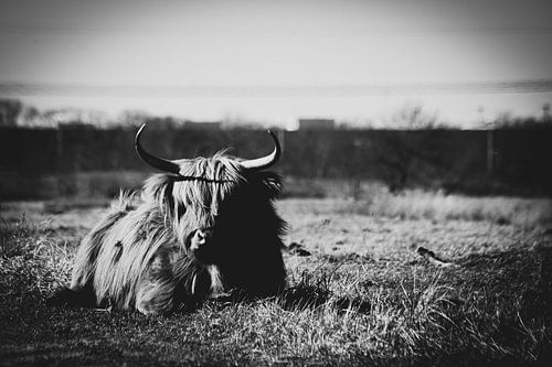 Schotse Hooglander in Huis Ter Heide Loon op Zand