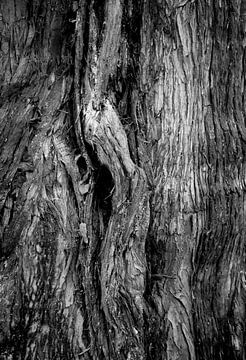 Bark of a tree in black and white