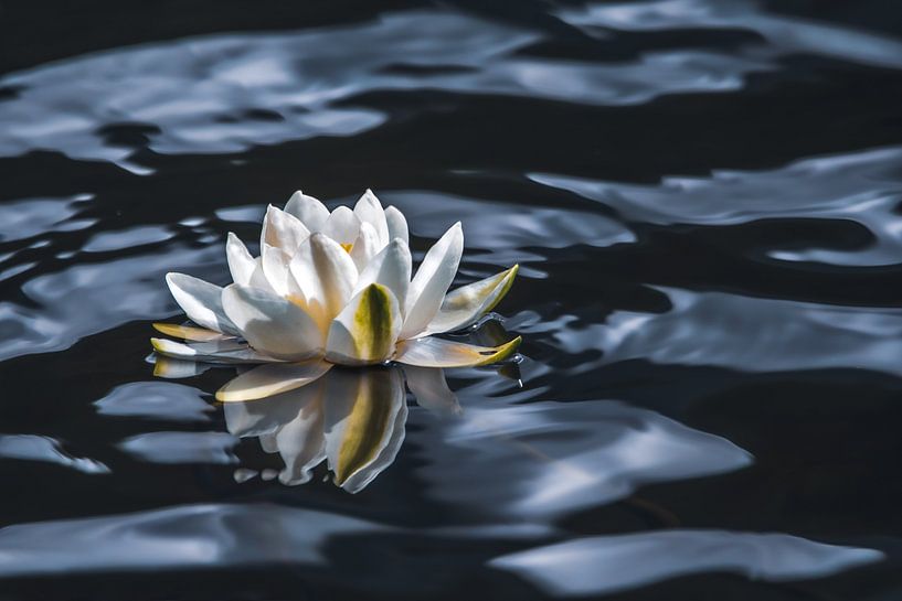 Eine Seerose auf dem Schwarzen See von Leny Silina Helmig