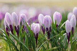 Spring Time Crocuses by Dagmar Hijmans
