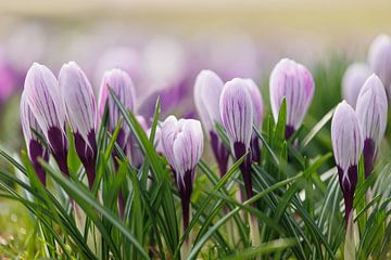 Spring Time Crocuses by Dagmar Hijmans