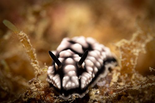 Zeeslak, Mabul island, Maleisie