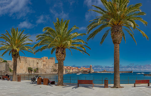 Drie palmbomen op de boulevard “Esplanade François Bernadi”, Collioure, Pyrénées-Orientales, Frankrijk