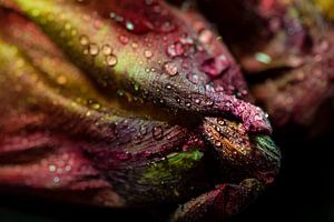 Macro-tulp met waterdruppels van Dieter Walther