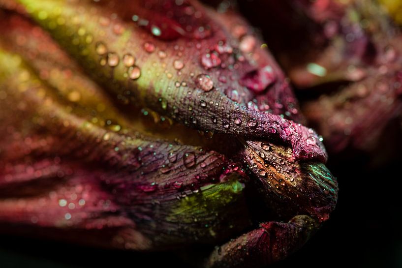 Macro Tulip with Water Drops by Dieter Walther