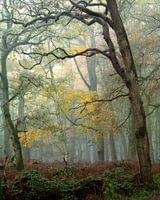 Natuurlijk geel