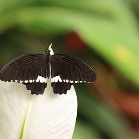 Little Mormon by Matthias Brix