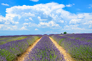 Blühender Lavendel in der Provence an einem Sommertag