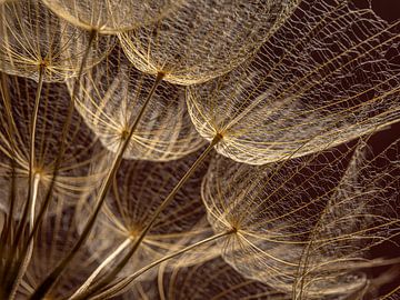 In het licht: Vanuit de gouden Tragopogon (met Bordeauxrode achtergrond) van Marjolijn van den Berg