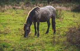 1 - An Icelandic horse grazing by Vos Photography