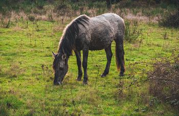 1 - An Icelandic horse grazing