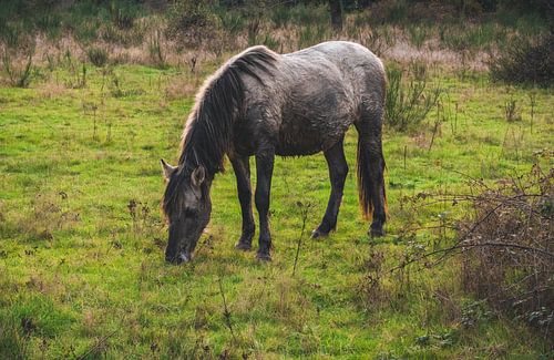 1 - An Icelandic horse grazing