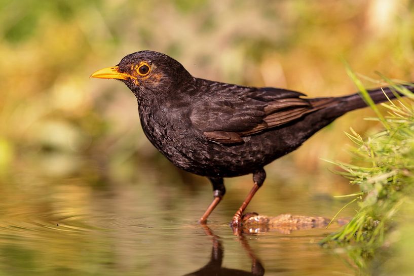 Amsel (Turdus merula) von Dirk Rüter