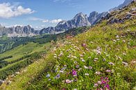 Alpen in bloei van Coen Weesjes thumbnail