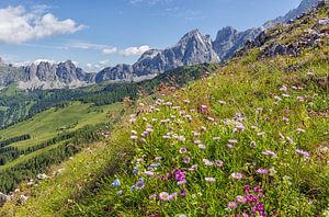 Alpen in bloei van Coen Weesjes