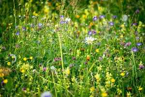 Frühlings-Blumenwiese mit Margerite von Coen Weesjes