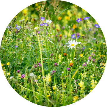 Bonte bloemenweide met margriet van Coen Weesjes