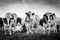 Les vaches dans la prairie