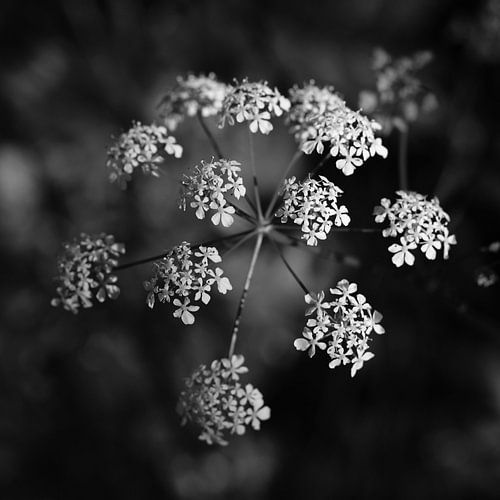Delicate wilde kervelbloemen, monochroom